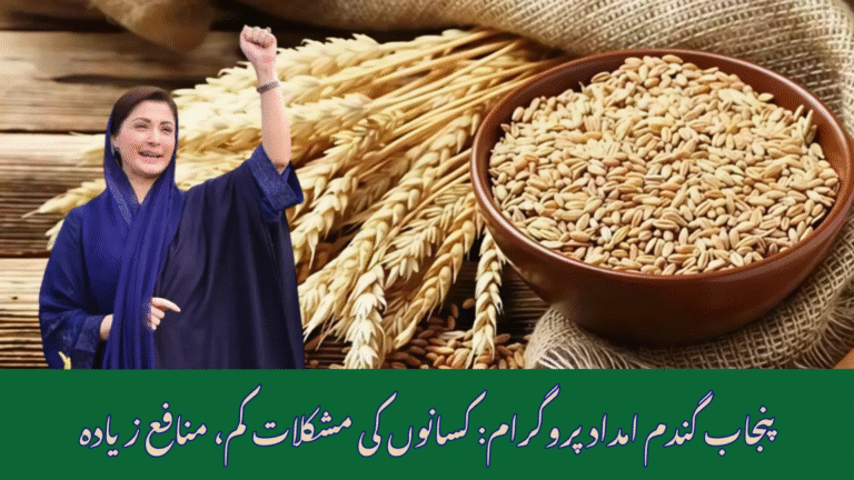 Farmers in Punjab wheat fields under the CM Punjab Wheat Support Program 2025