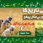 CM Punjab Wheat Support Program 2025 Farmers in Punjab checking application status of Wheat Support Program 2025 through CNIC on official website wsp2025.punjab.gov.pk for subsidy updates.”